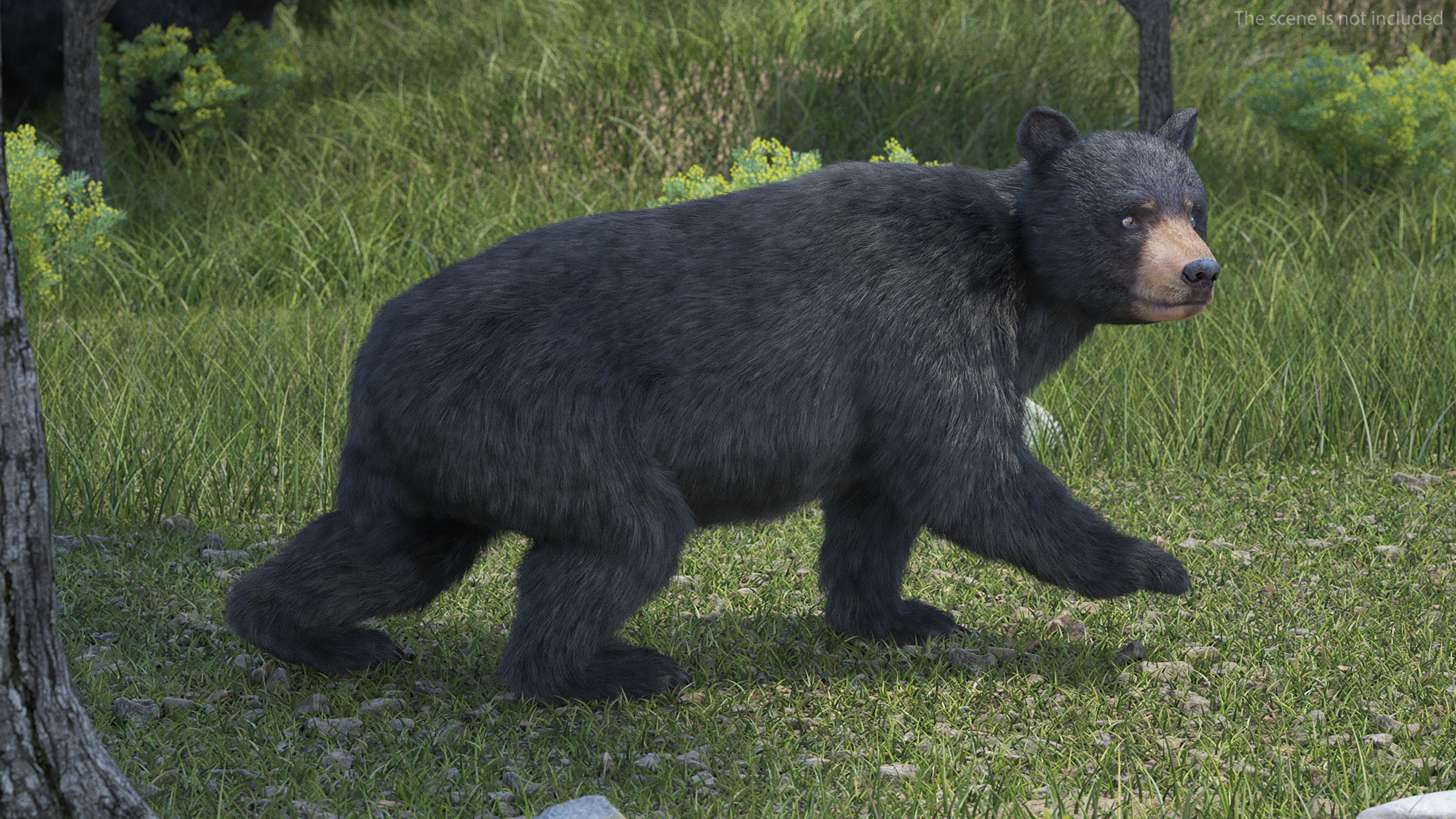 Young Black Bear Fur Rigged 3D