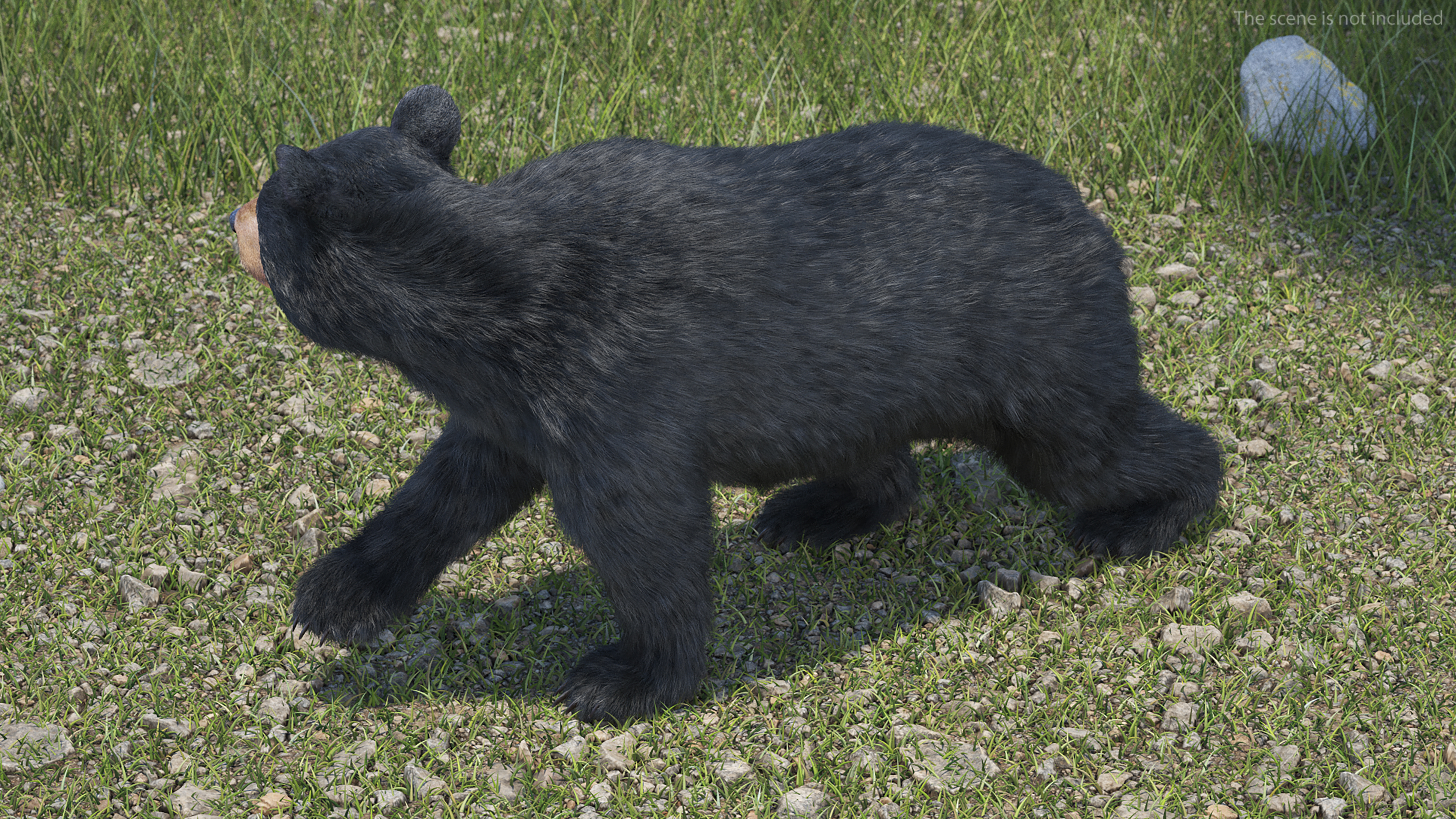 Young Black Bear Fur Rigged 3D
