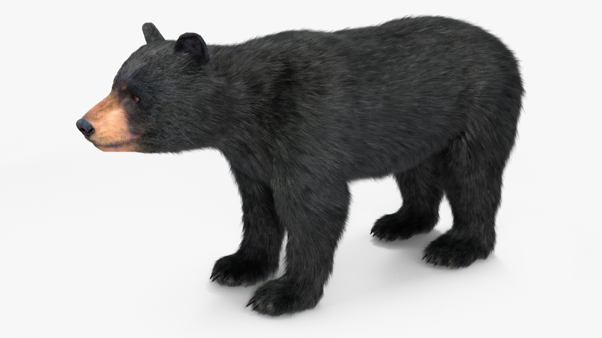 Young Black Bear Fur Rigged 3D