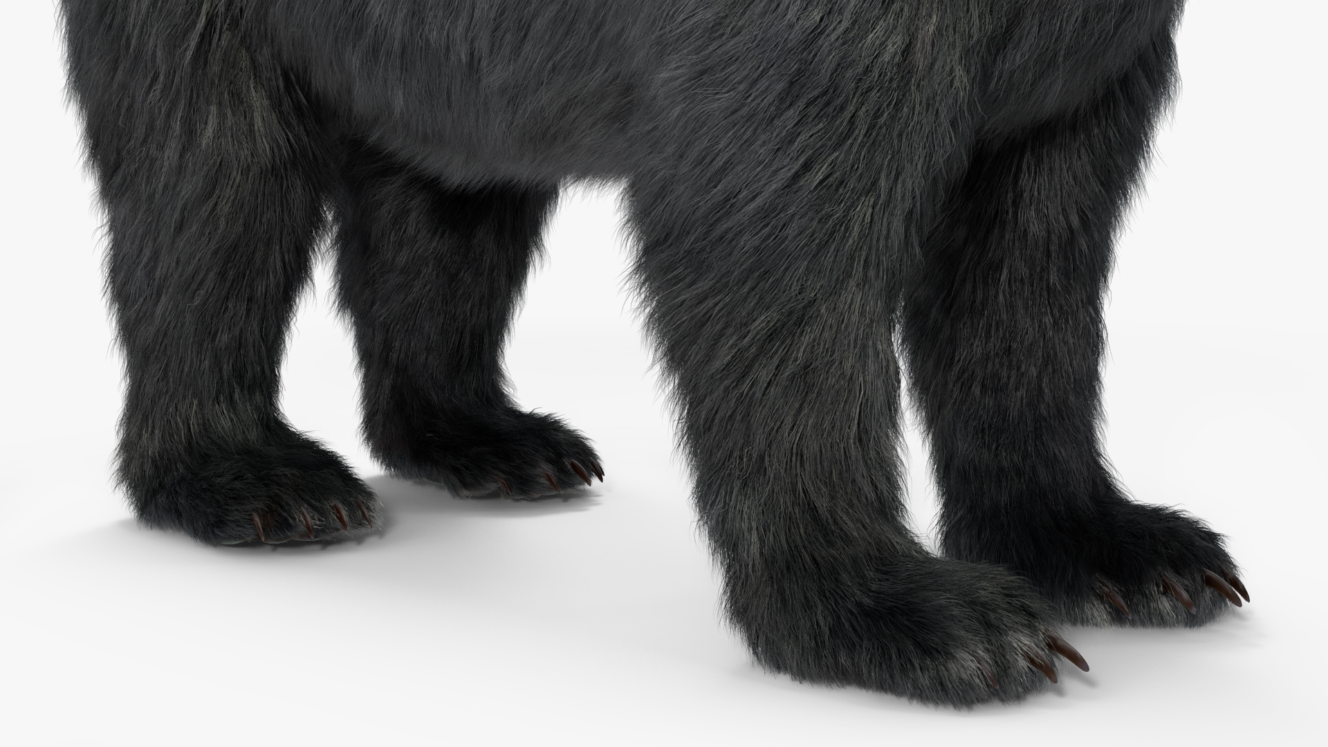 Young Black Bear Fur Rigged 3D