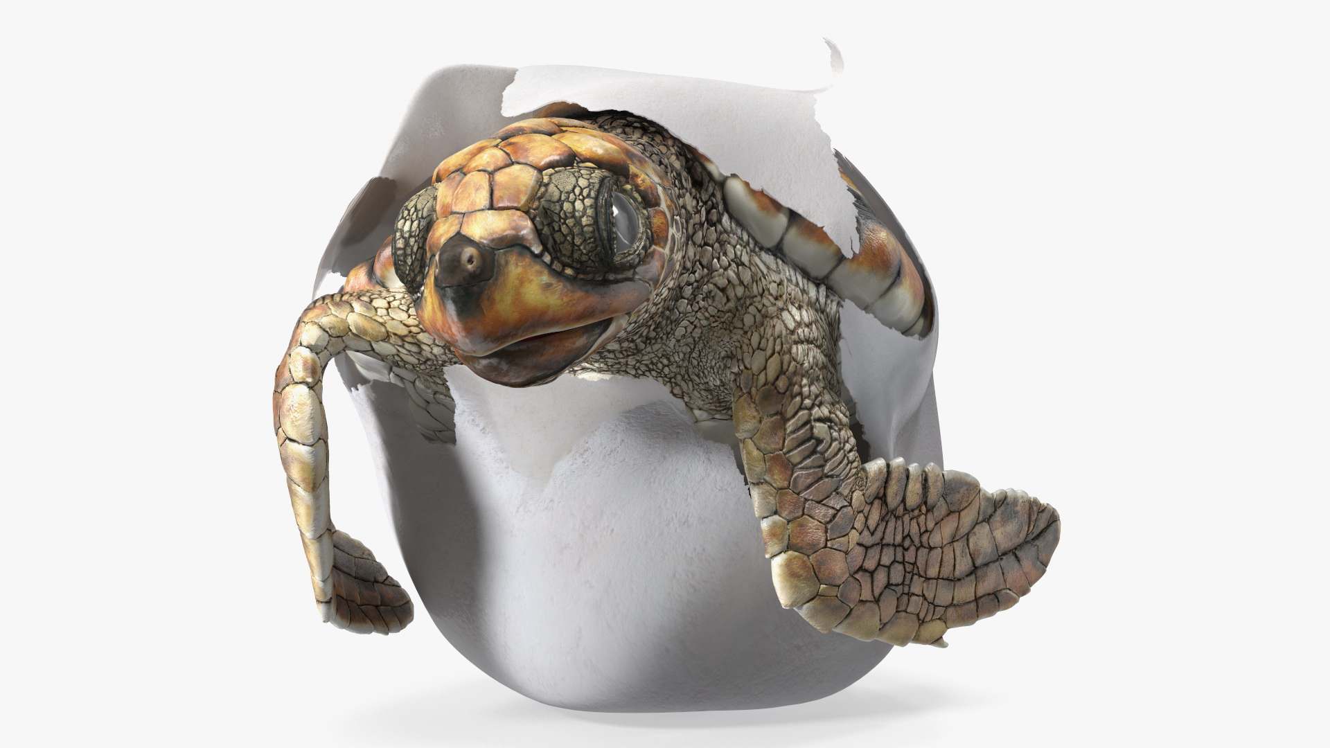 3D Brown Sea Turtle Hatching from the Egg model