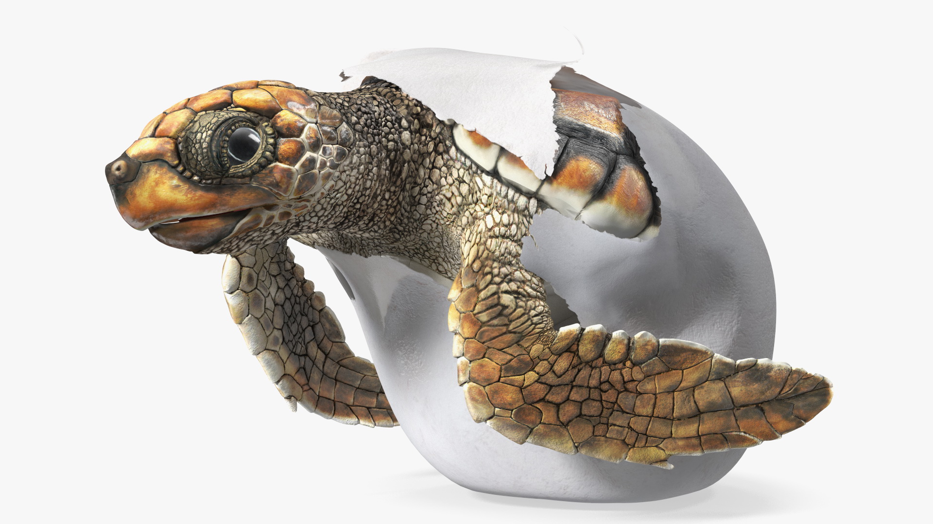 3D Brown Sea Turtle Hatching from the Egg model