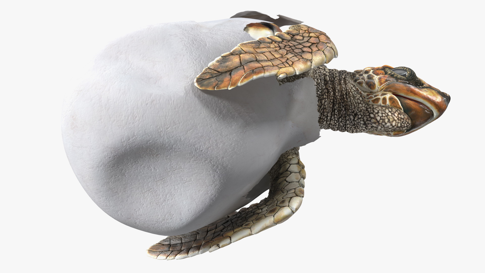 3D Brown Sea Turtle Hatching from the Egg model