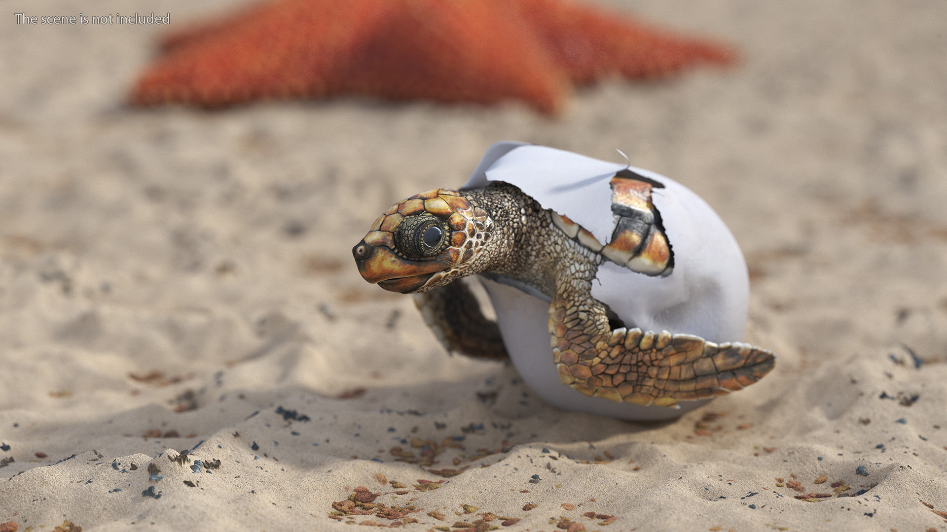 3D Brown Sea Turtle Hatching from the Egg model