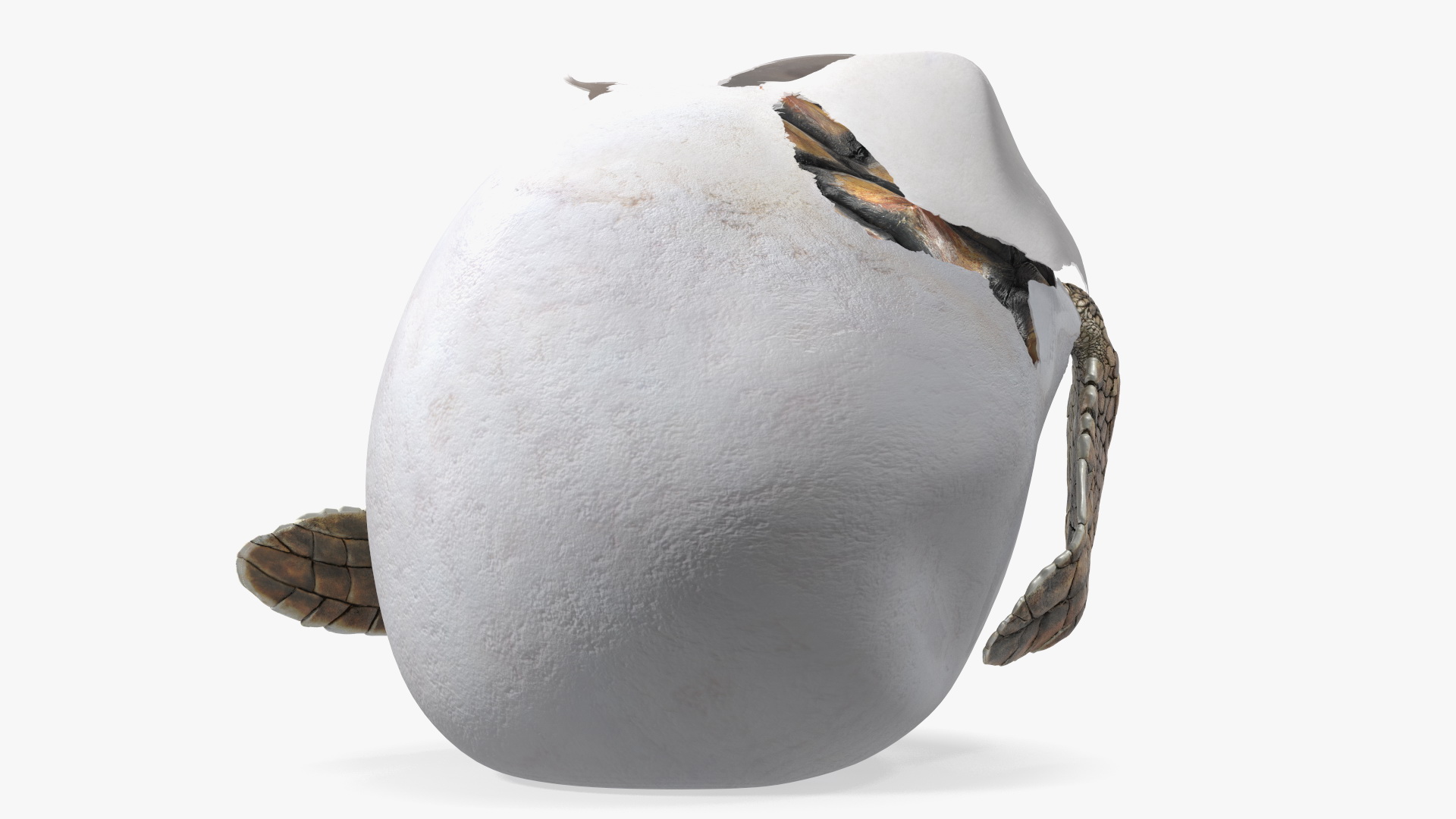 3D Brown Sea Turtle Hatching from the Egg model