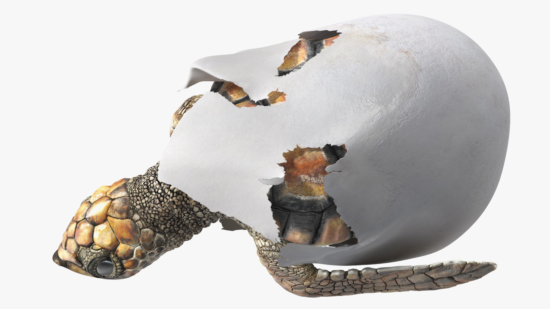 3D Brown Sea Turtle Hatching from the Egg model