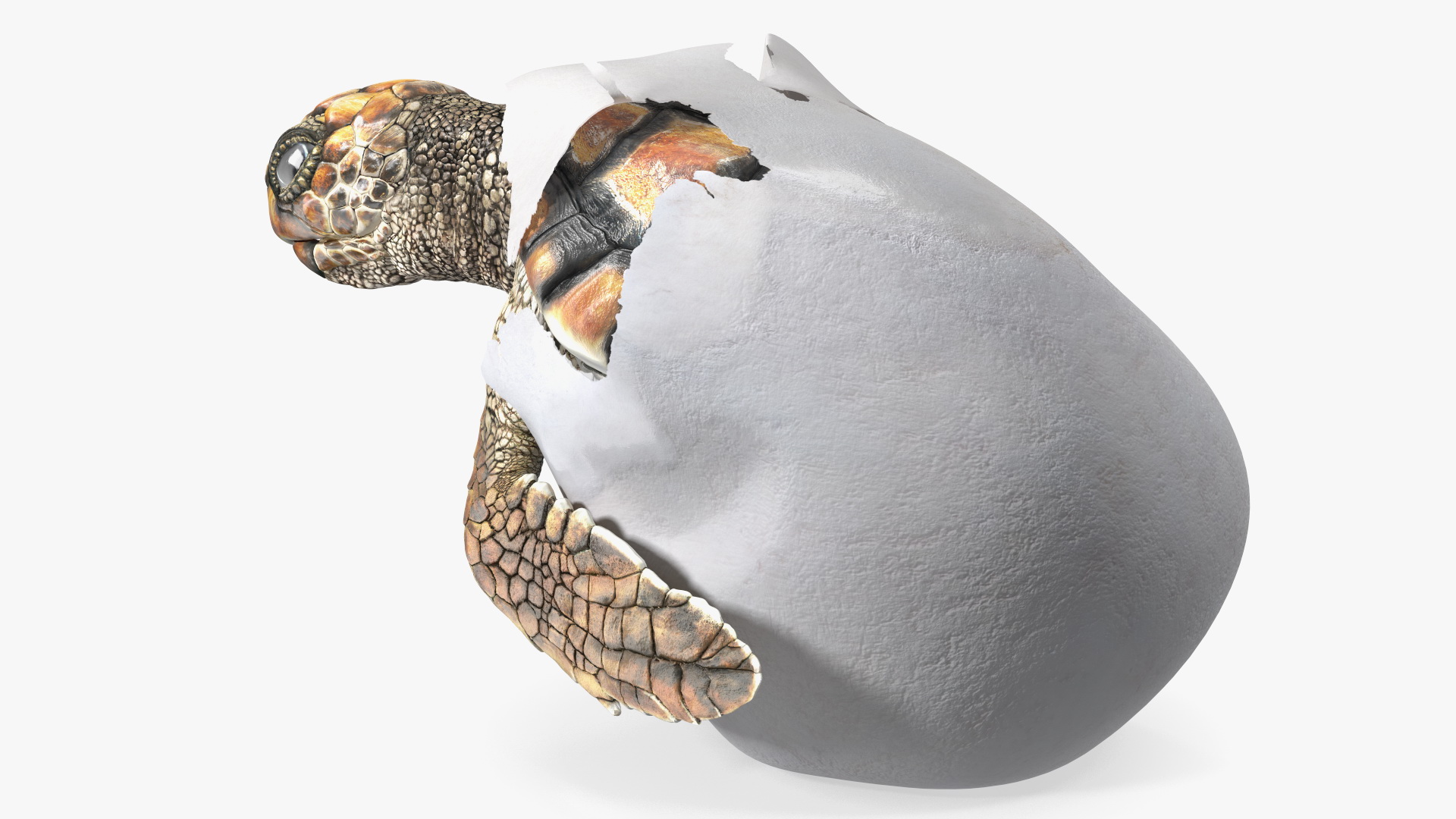 3D Brown Sea Turtle Hatching from the Egg model