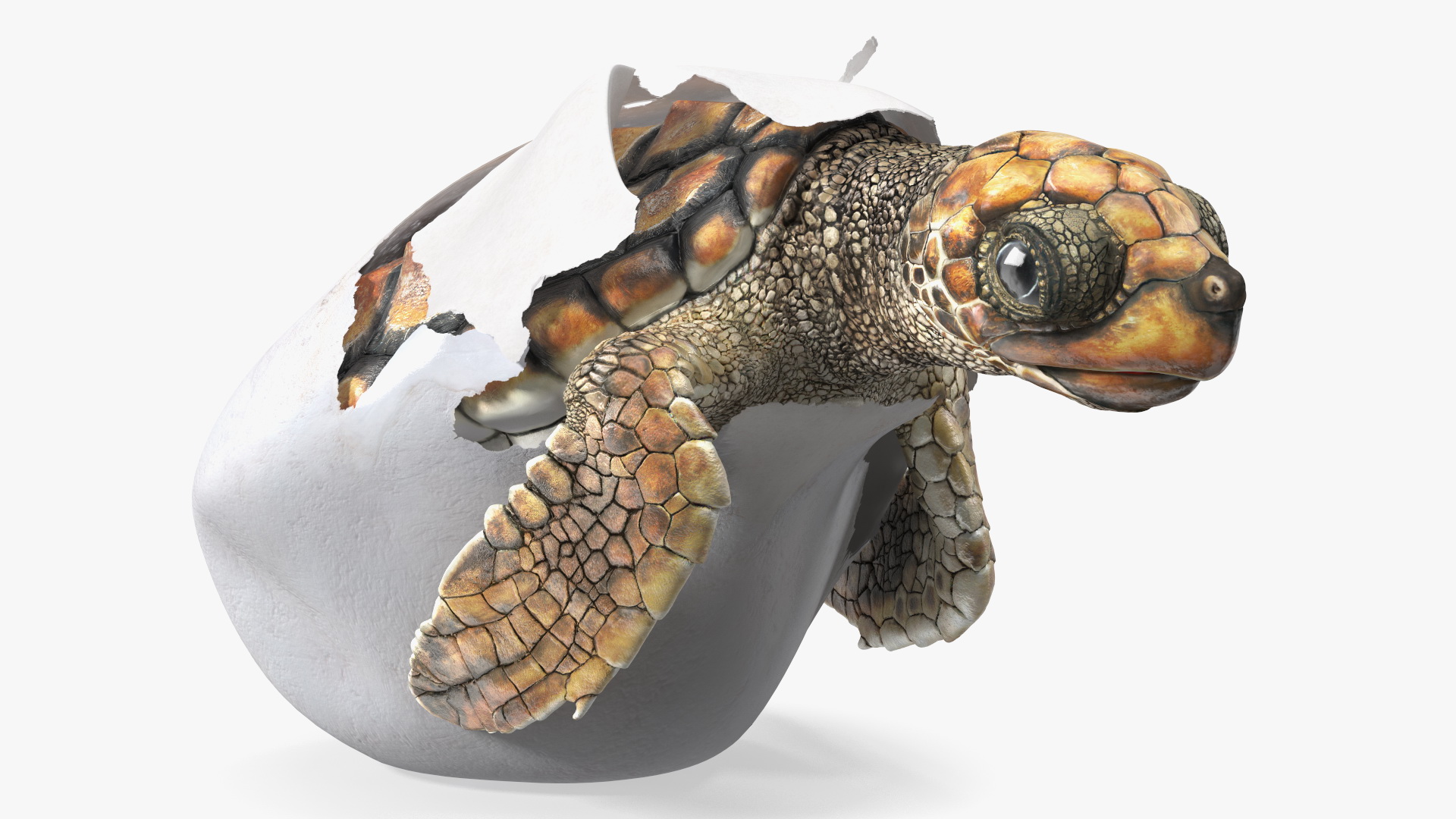 3D Brown Sea Turtle Hatching from the Egg model