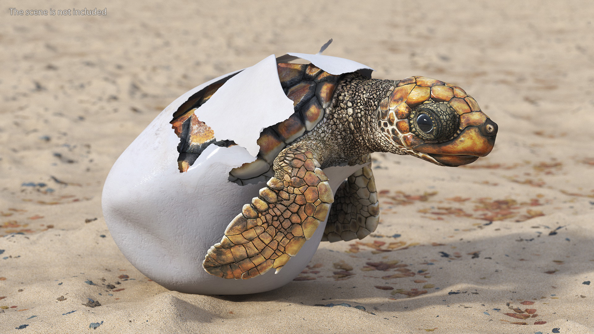 3D Brown Sea Turtle Hatching from the Egg model