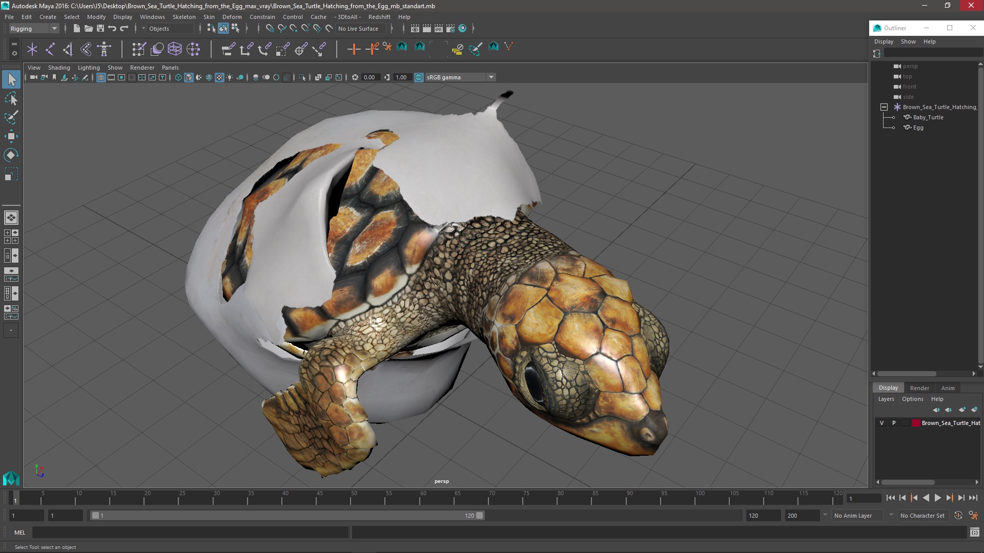 3D Brown Sea Turtle Hatching from the Egg model