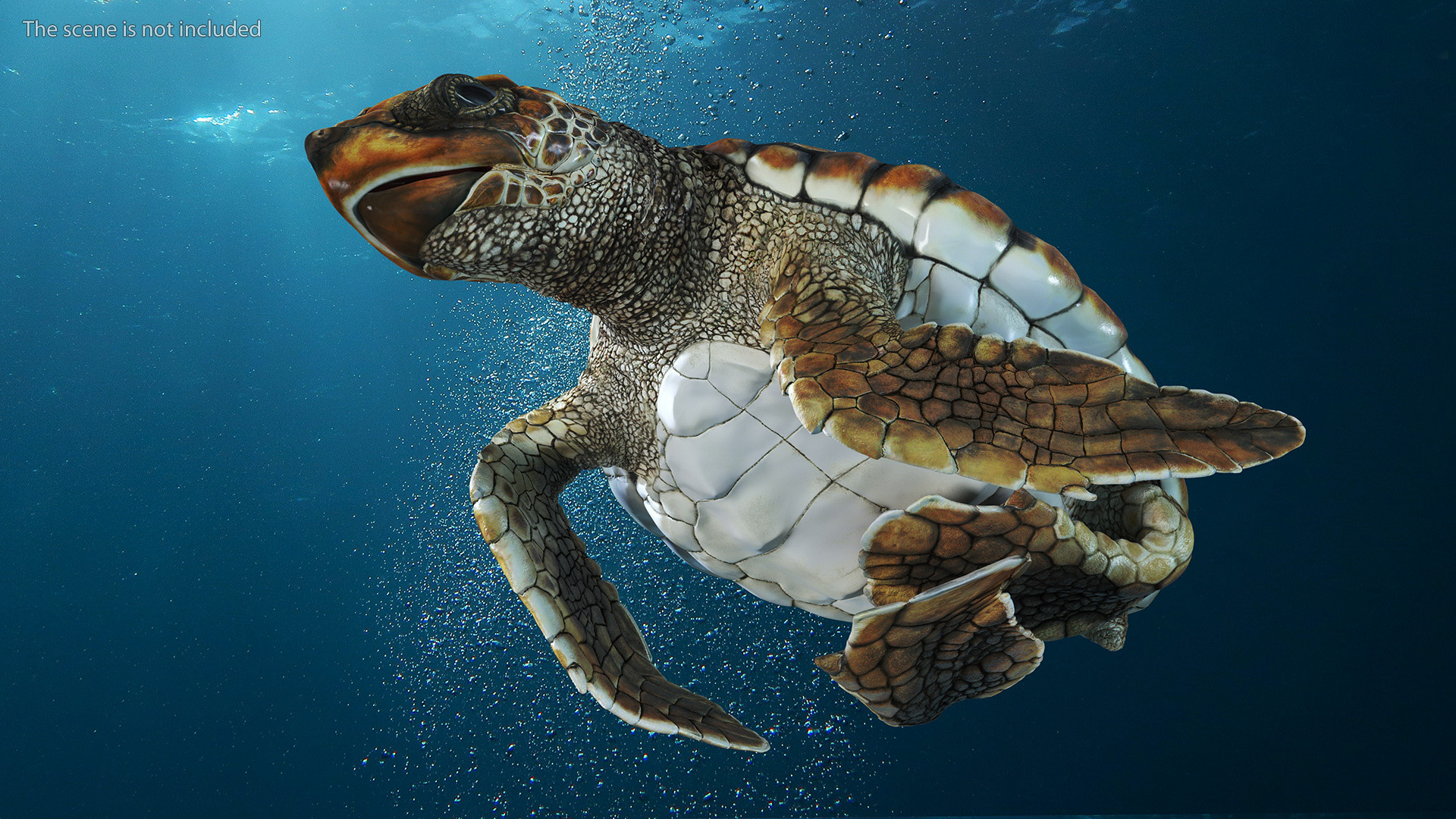 3D Brown Sea Turtle Hatching from the Egg model