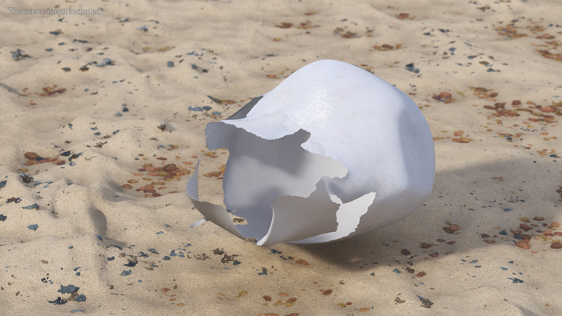 3D Brown Sea Turtle Hatching from the Egg model