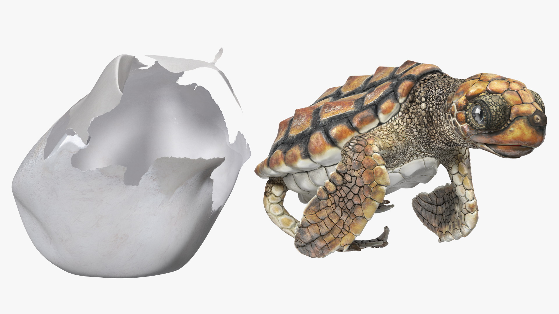 3D Brown Sea Turtle Hatching from the Egg model