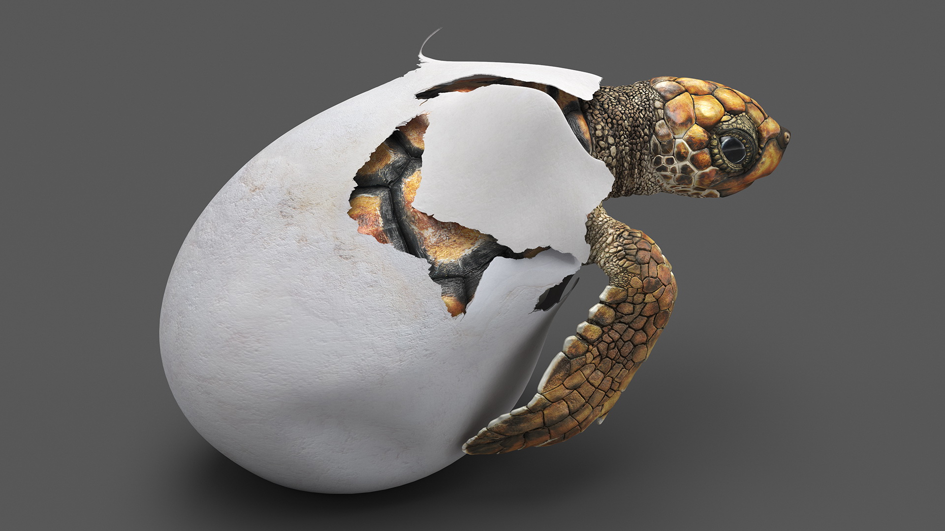 3D Brown Sea Turtle Hatching from the Egg model