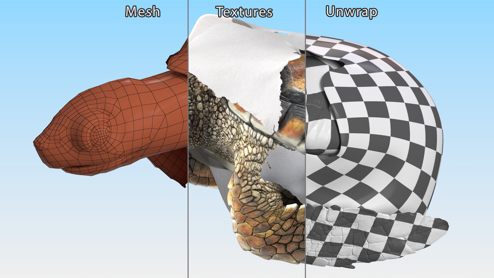 3D Brown Sea Turtle Hatching from the Egg model