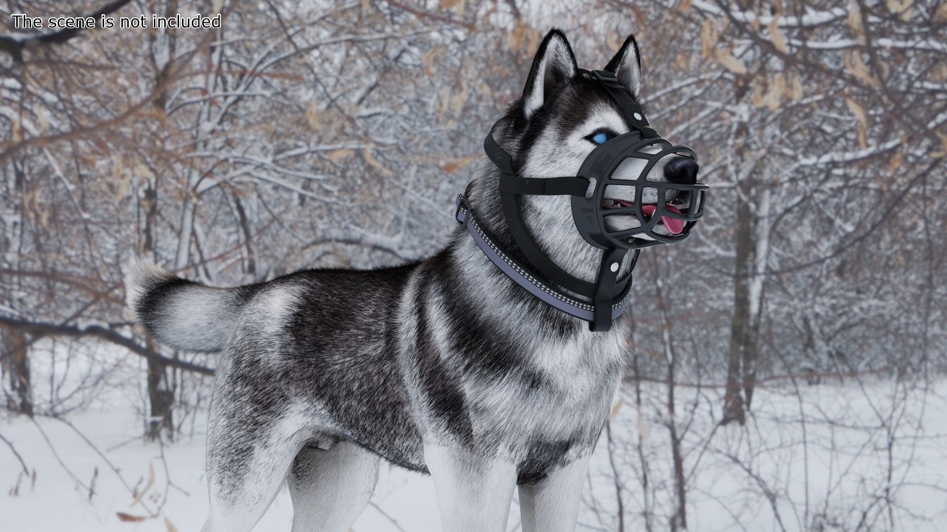 3D Husky in a Muzzle Baskerville Fur model