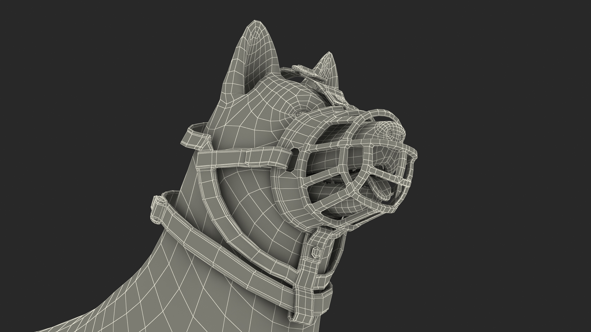 3D Husky in a Muzzle Baskerville Fur model
