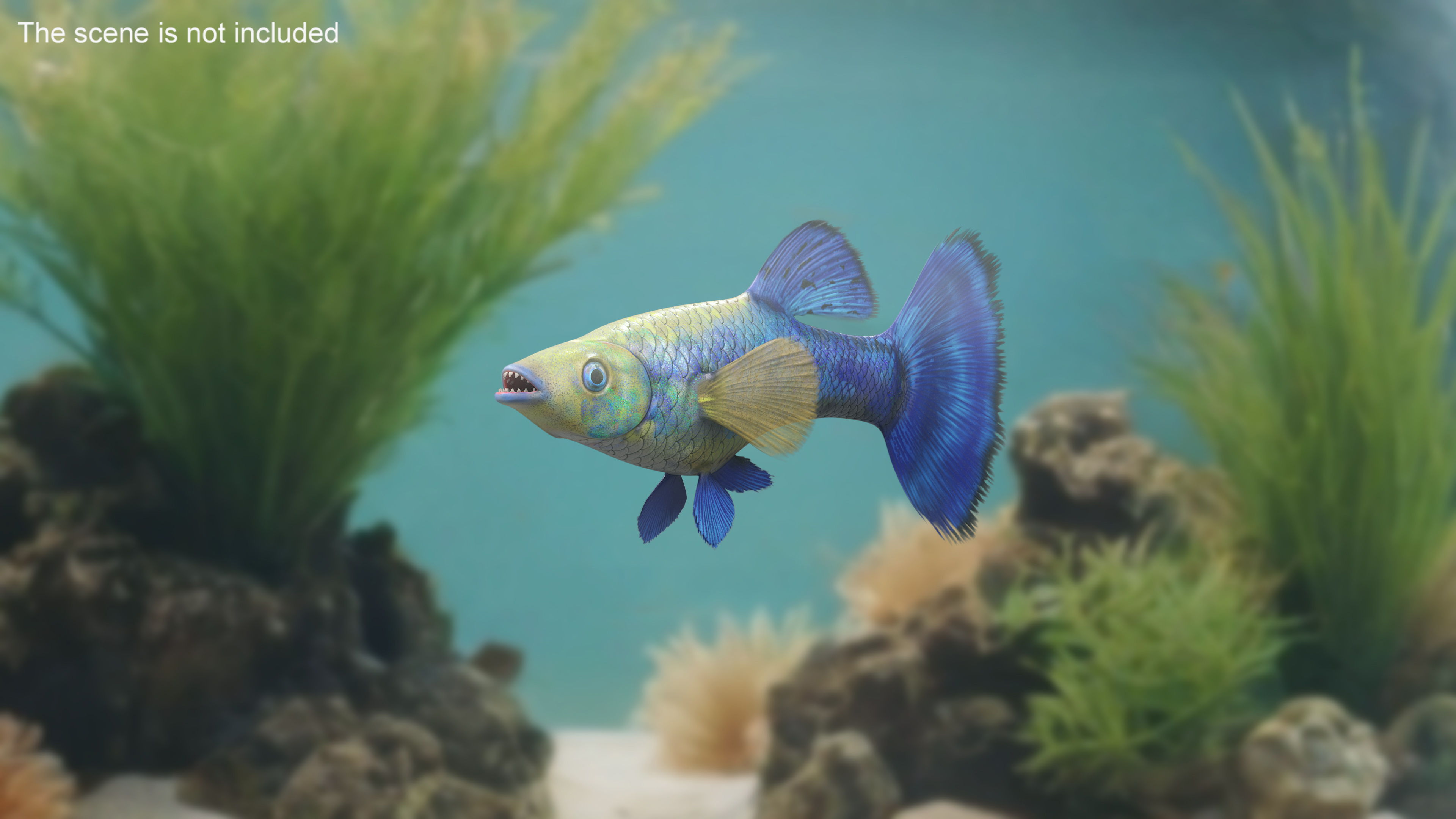 3D Guppy Fish Blue Diamond model