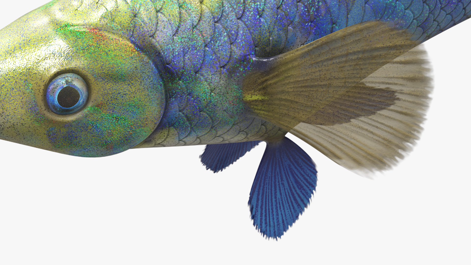 3D Guppy Fish Blue Diamond model