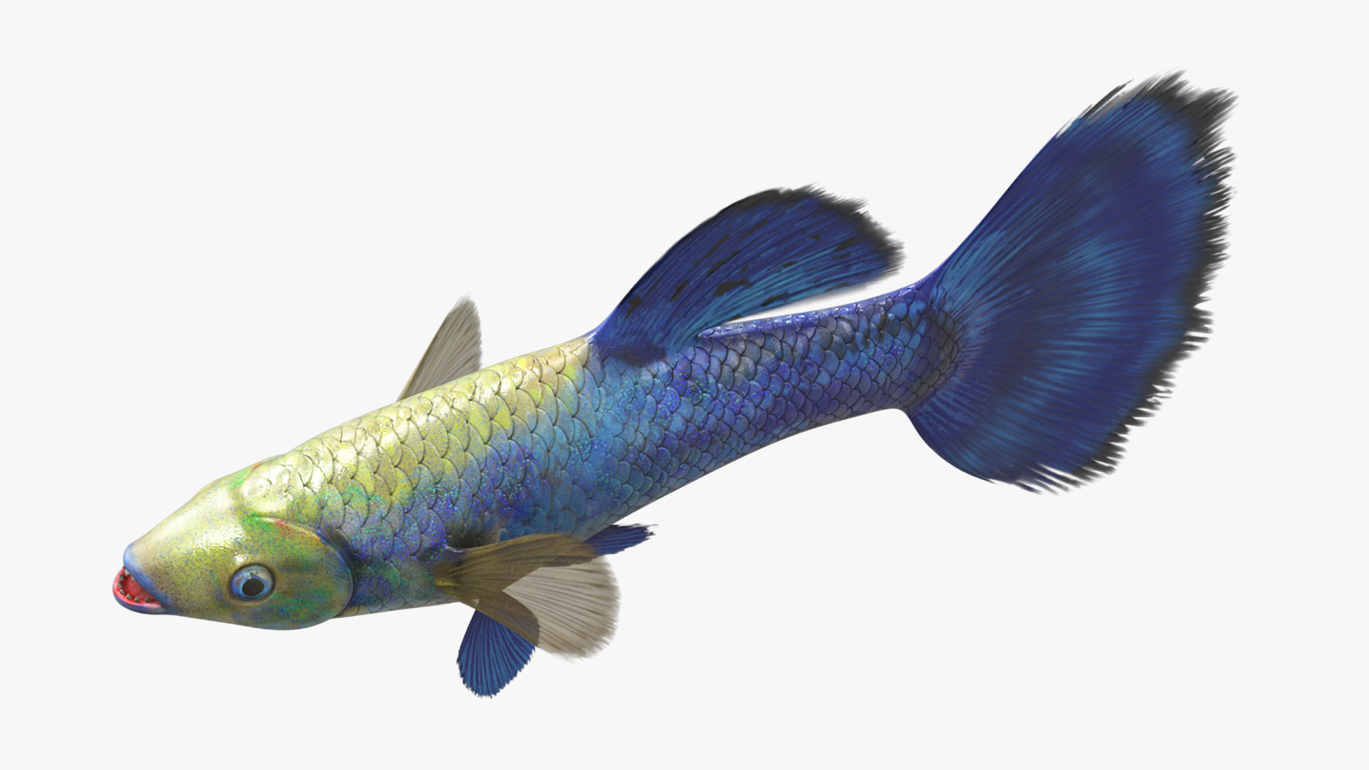 3D Guppy Fish Blue Diamond model
