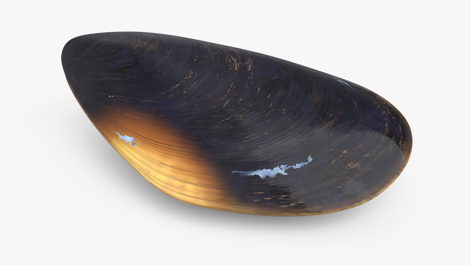 Closed Mussel Shell 3D model