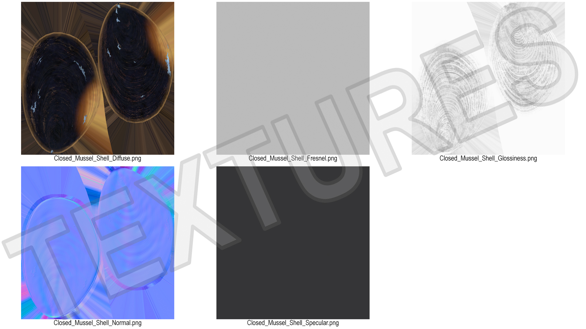 Closed Mussel Shell 3D model