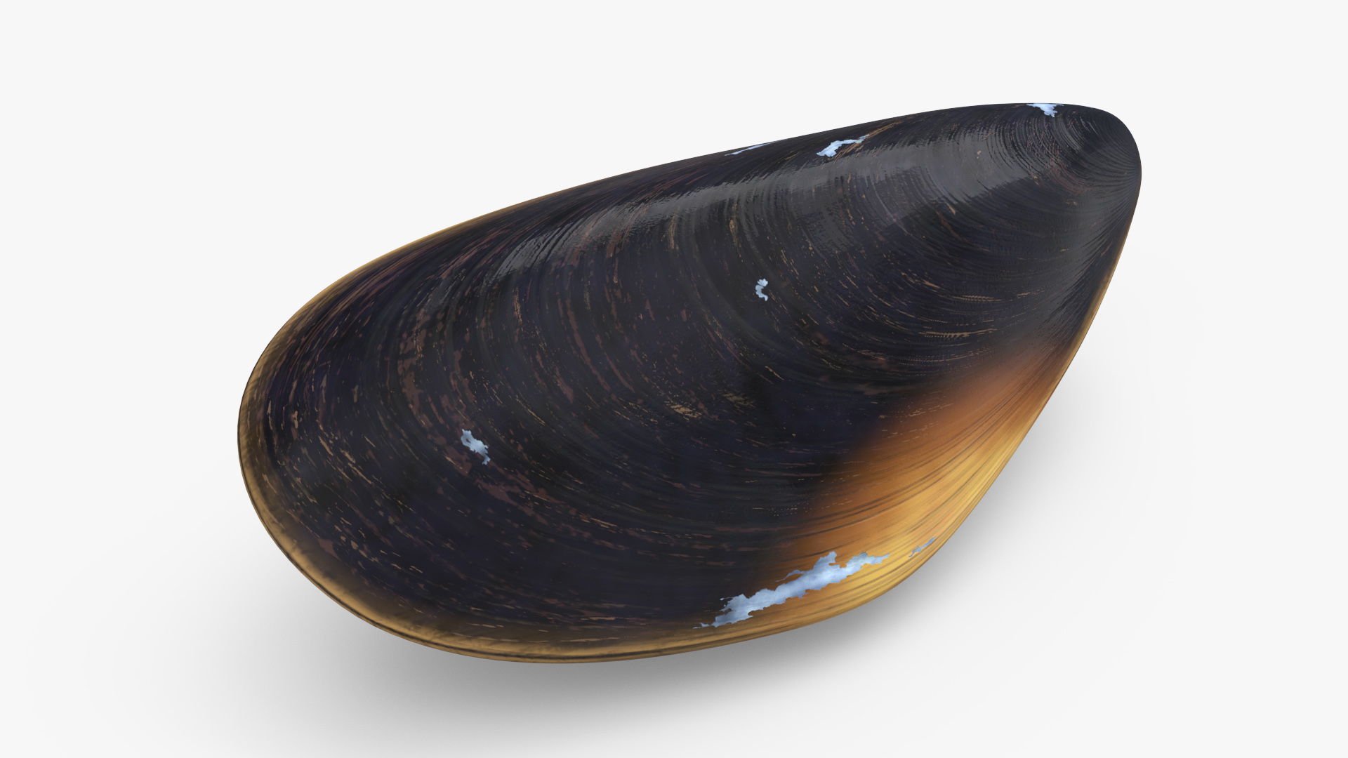 Closed Mussel Shell 3D model