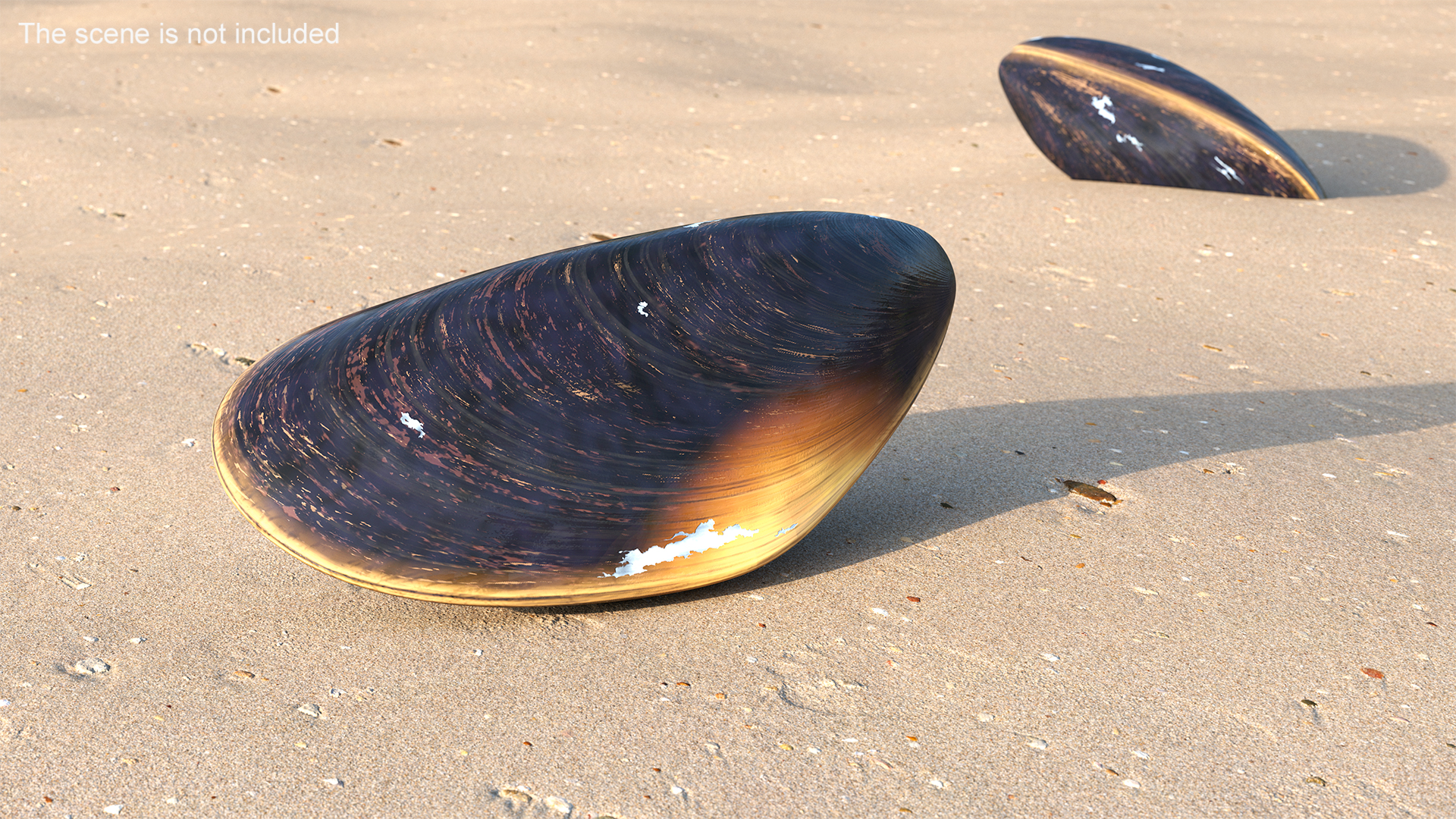 Closed Mussel Shell 3D model