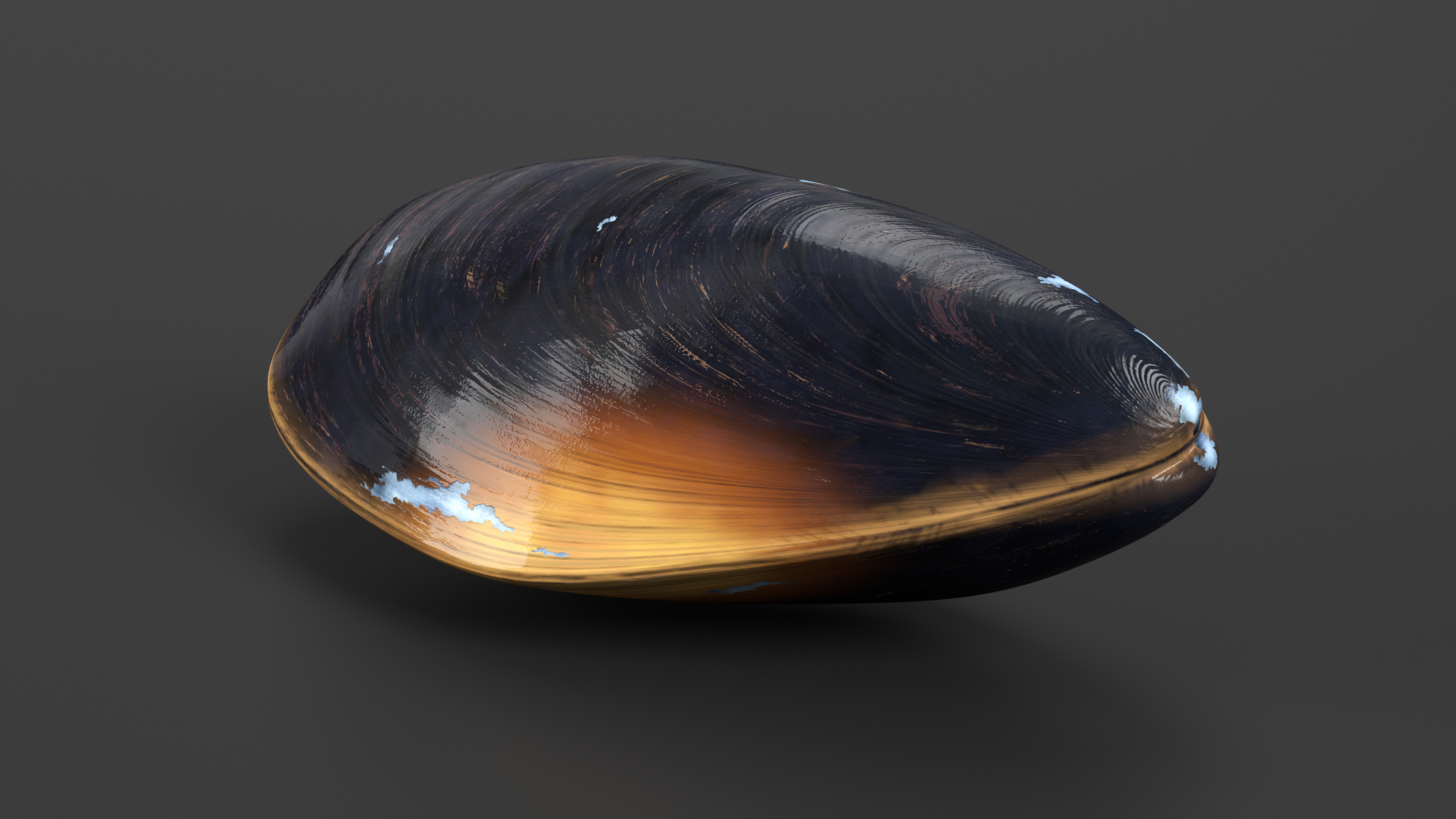 Closed Mussel Shell 3D model
