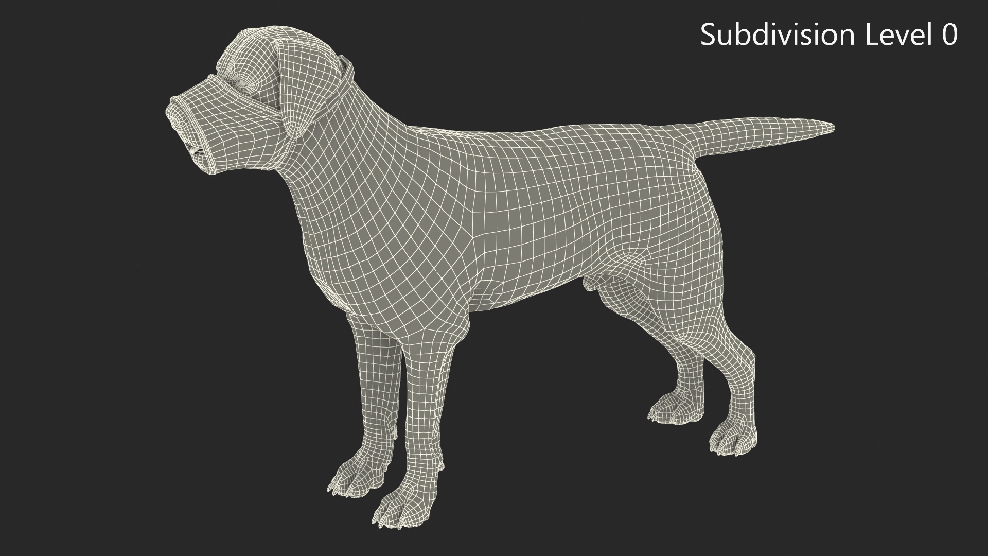 3D model Labrador with Nylon Dog Muzzle