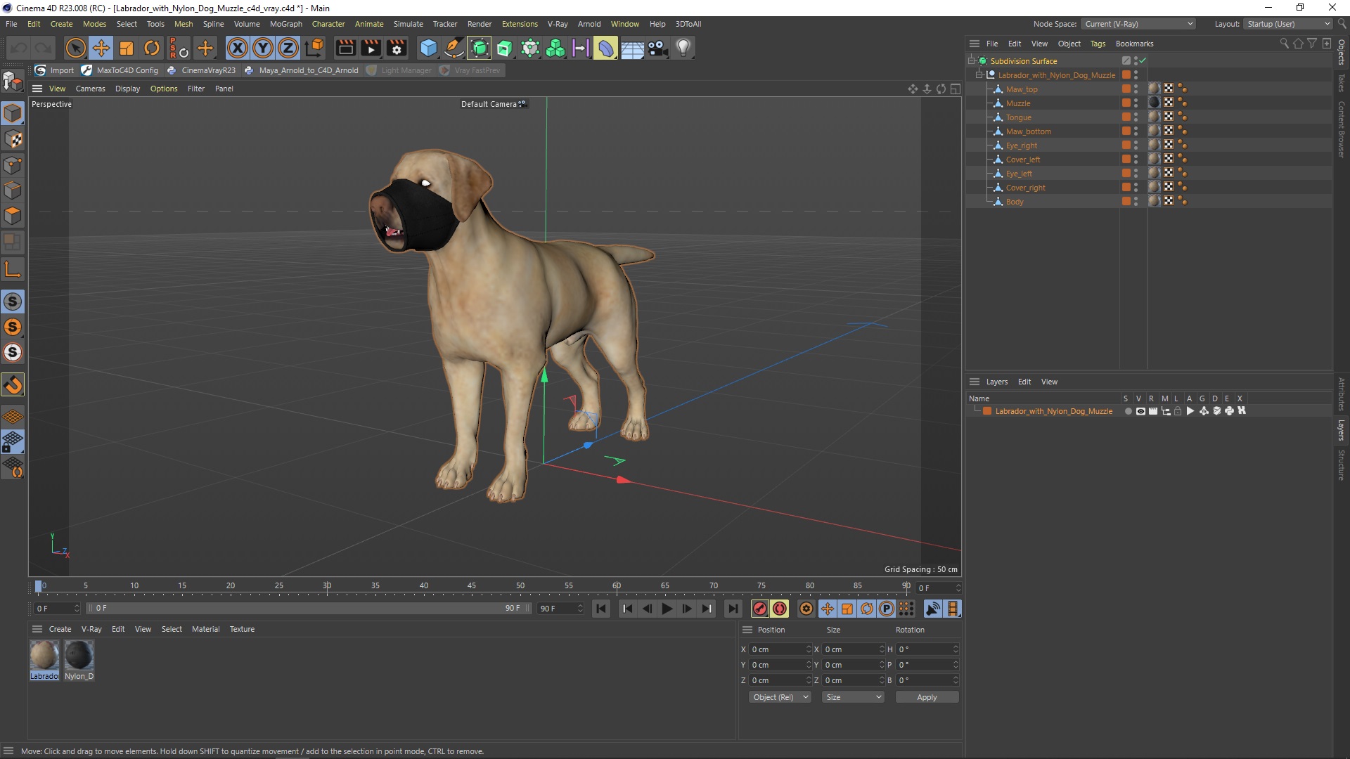 3D model Labrador with Nylon Dog Muzzle