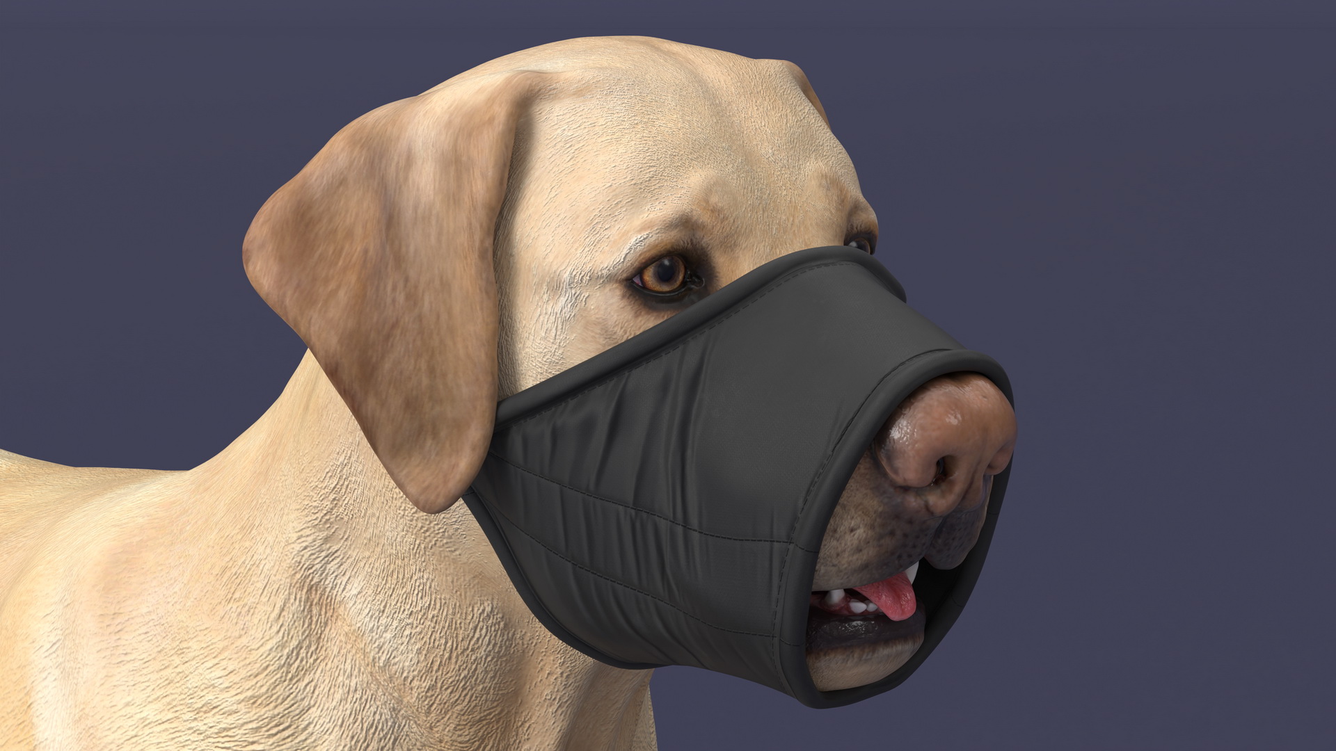 3D model Labrador with Nylon Dog Muzzle