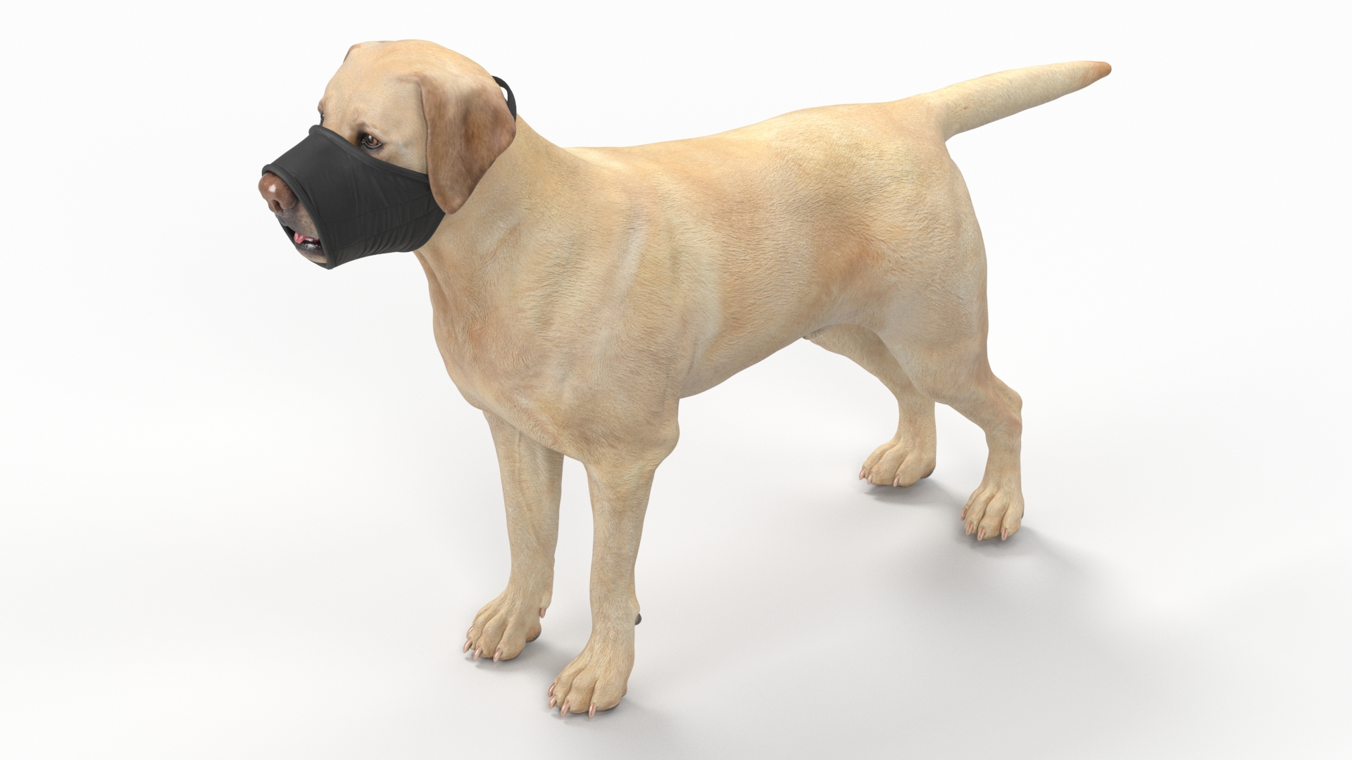 3D model Labrador with Nylon Dog Muzzle