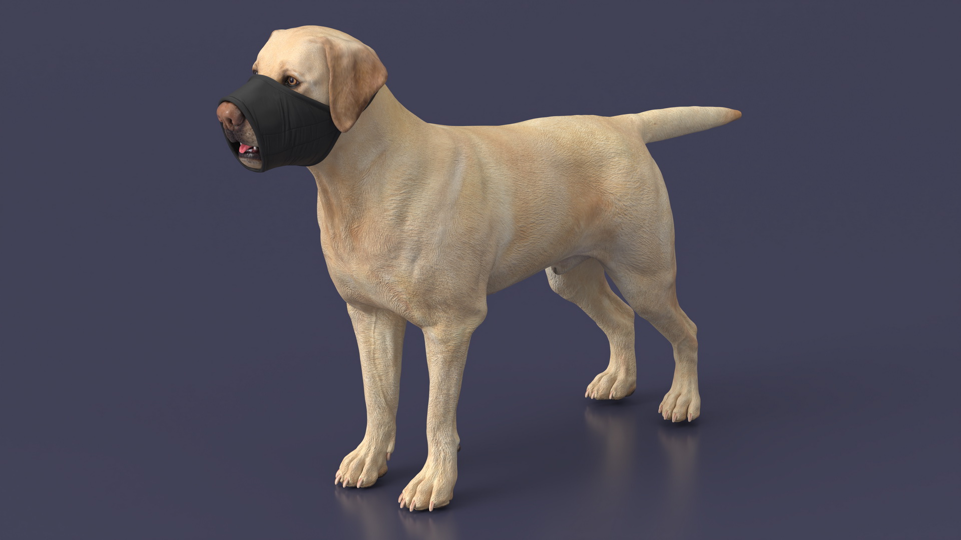 3D model Labrador with Nylon Dog Muzzle