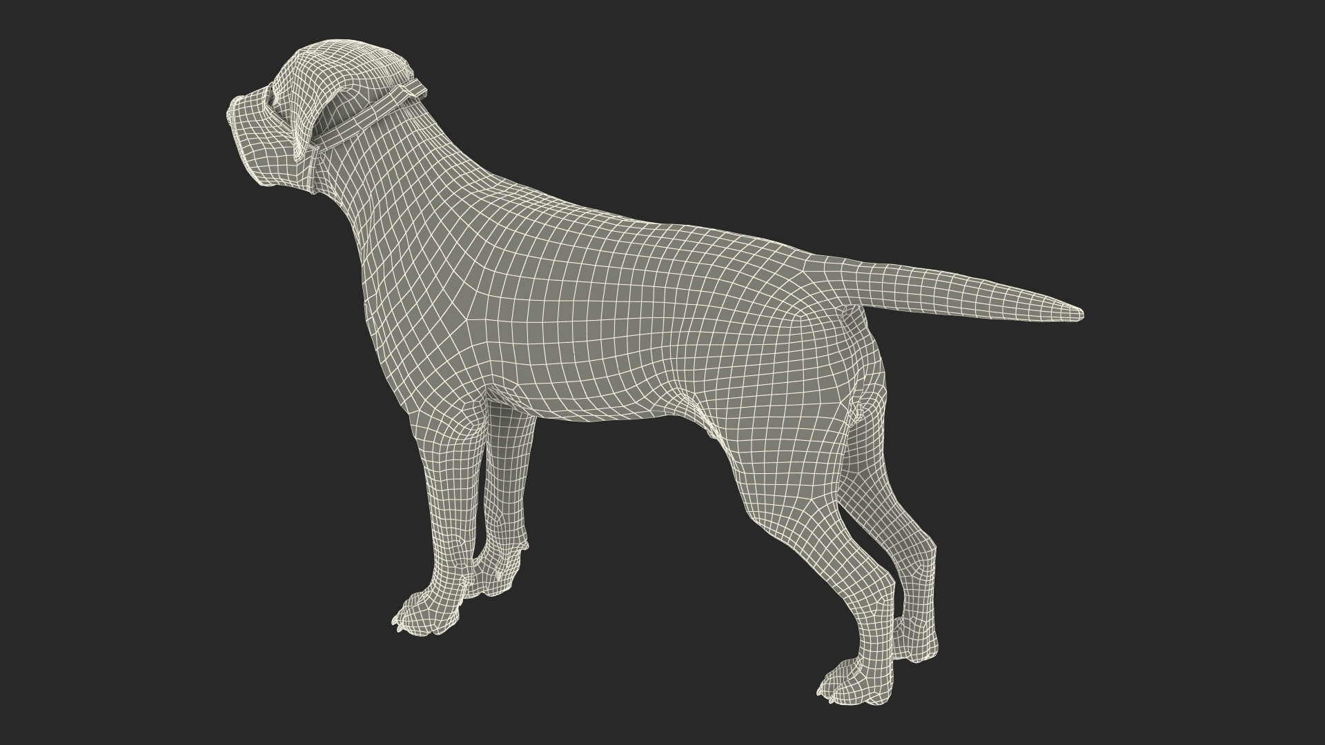 3D model Labrador with Nylon Dog Muzzle