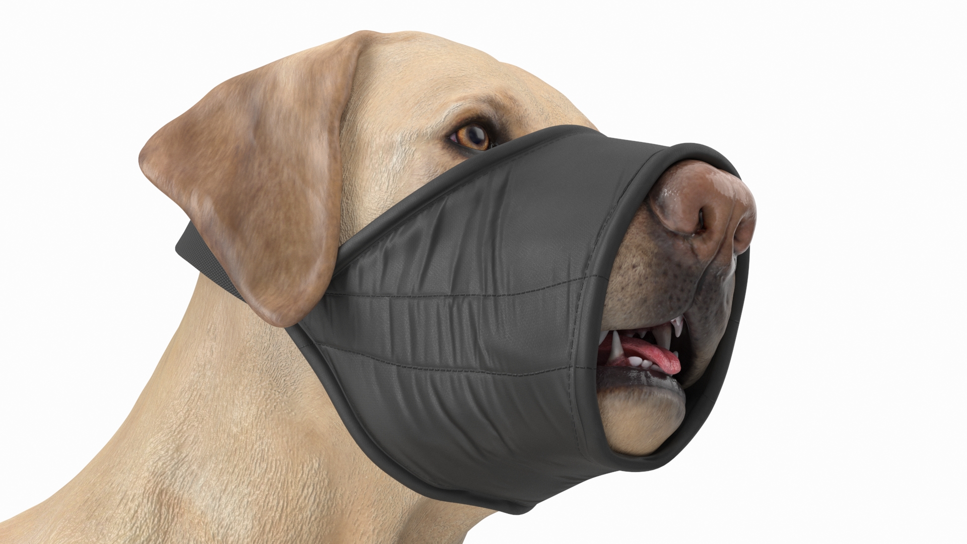 3D model Labrador with Nylon Dog Muzzle