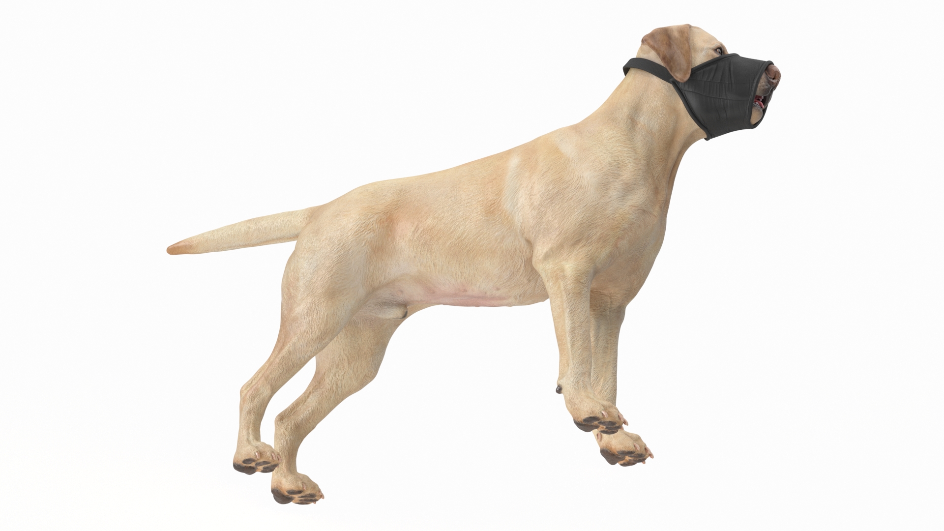 3D model Labrador with Nylon Dog Muzzle