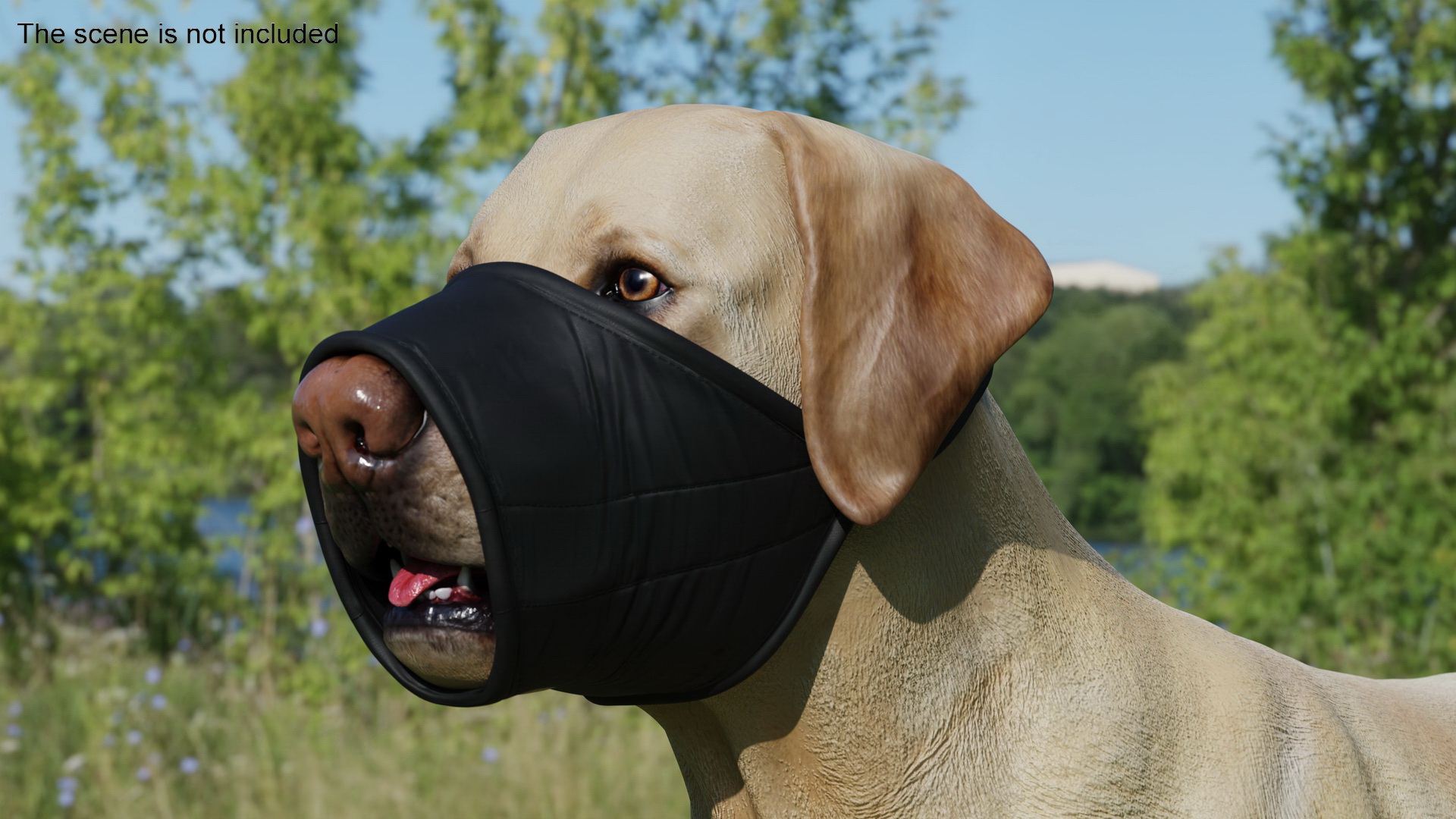 3D model Labrador with Nylon Dog Muzzle