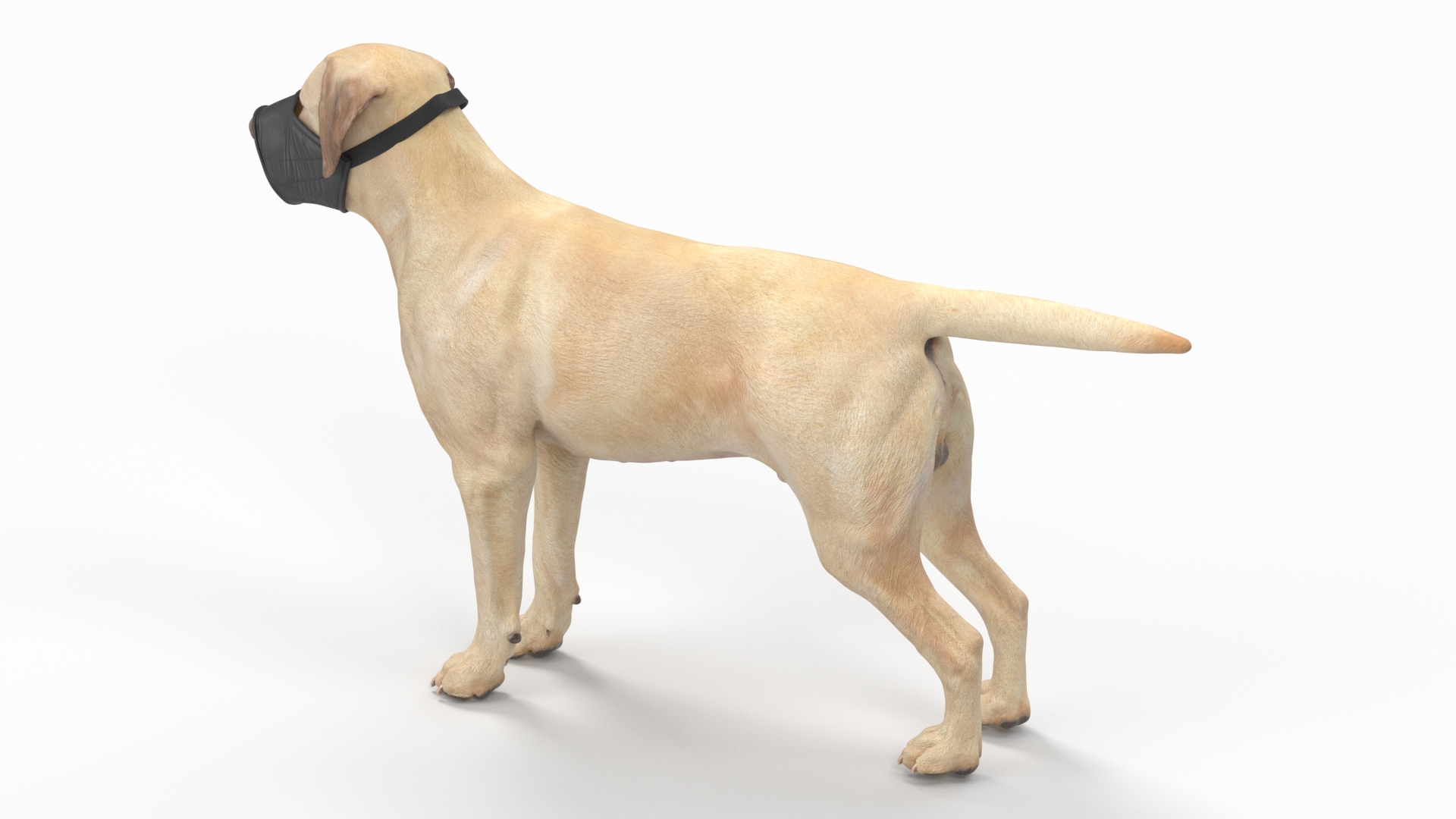 3D model Labrador with Nylon Dog Muzzle