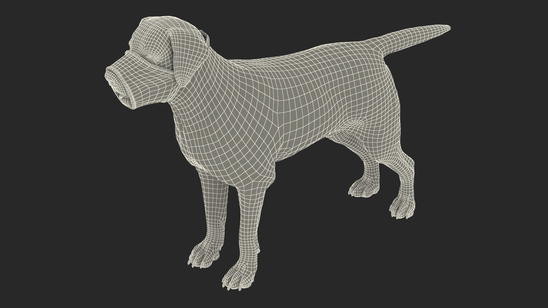 3D model Labrador with Nylon Dog Muzzle