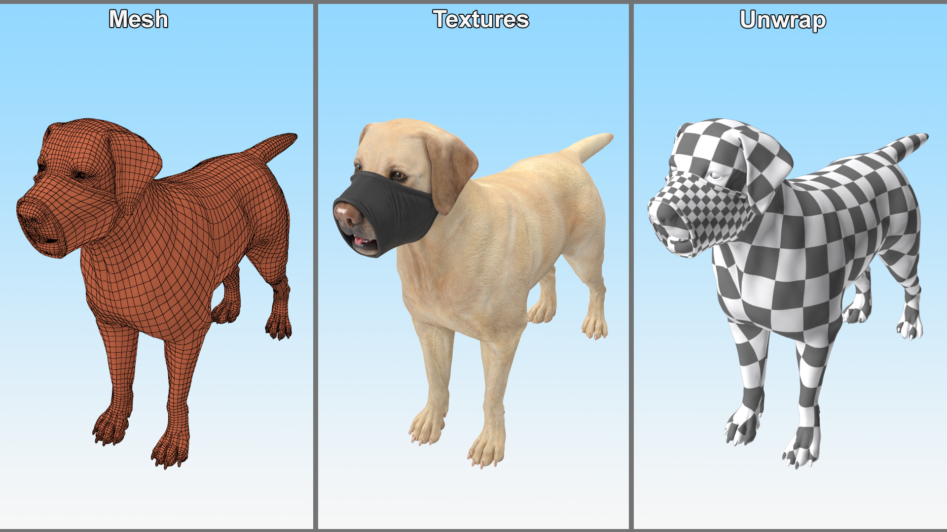 3D model Labrador with Nylon Dog Muzzle