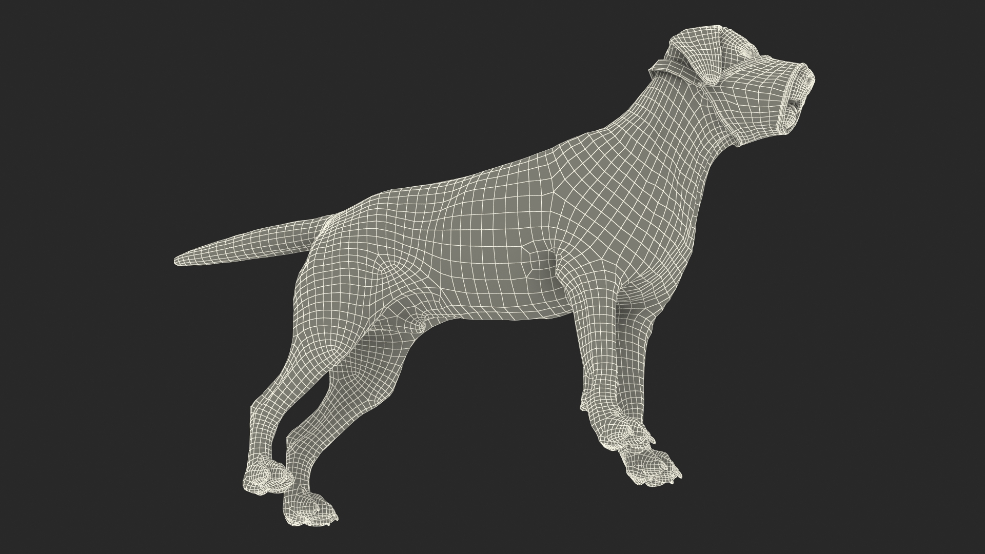 3D model Labrador with Nylon Dog Muzzle