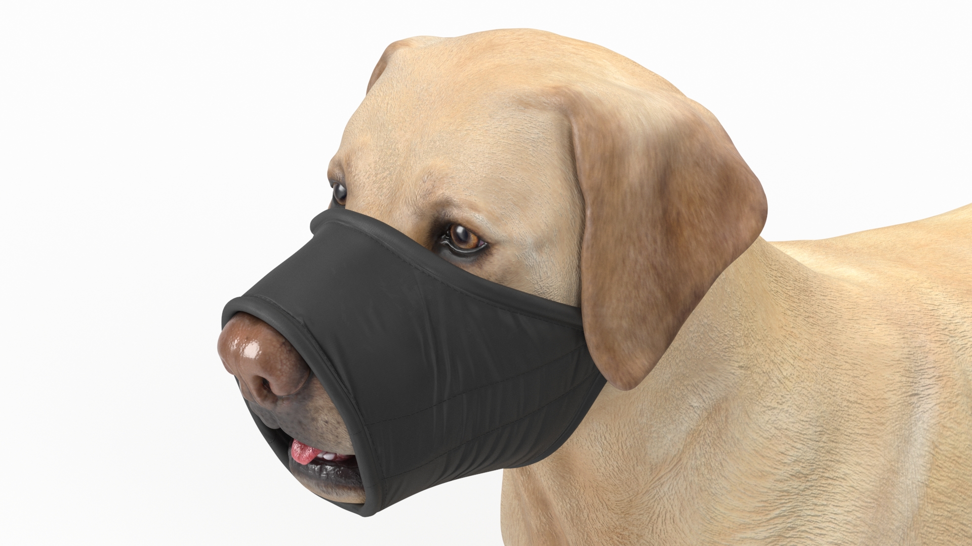 3D model Labrador with Nylon Dog Muzzle