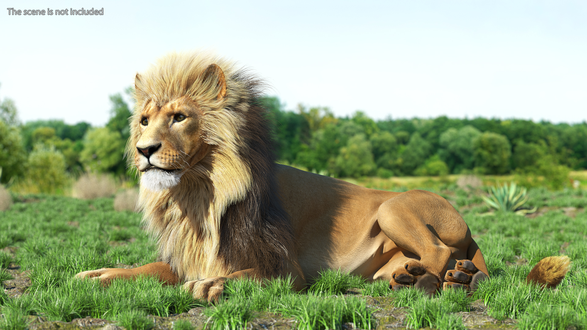 3D model Male Lion Fur Rigged