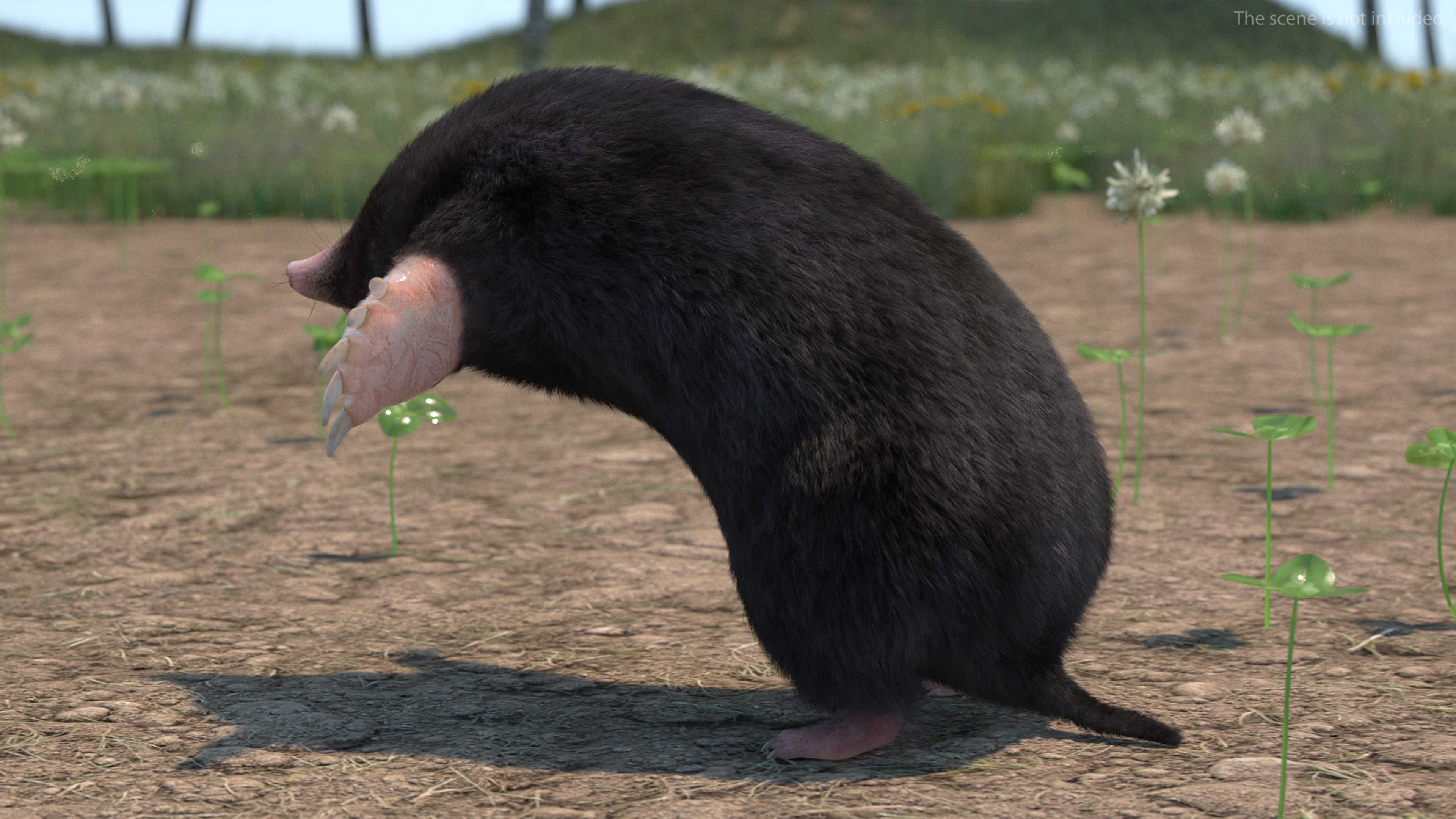 3D Burrowing Mole Fur model