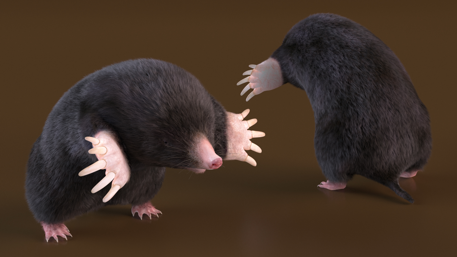 3D Burrowing Mole Fur model