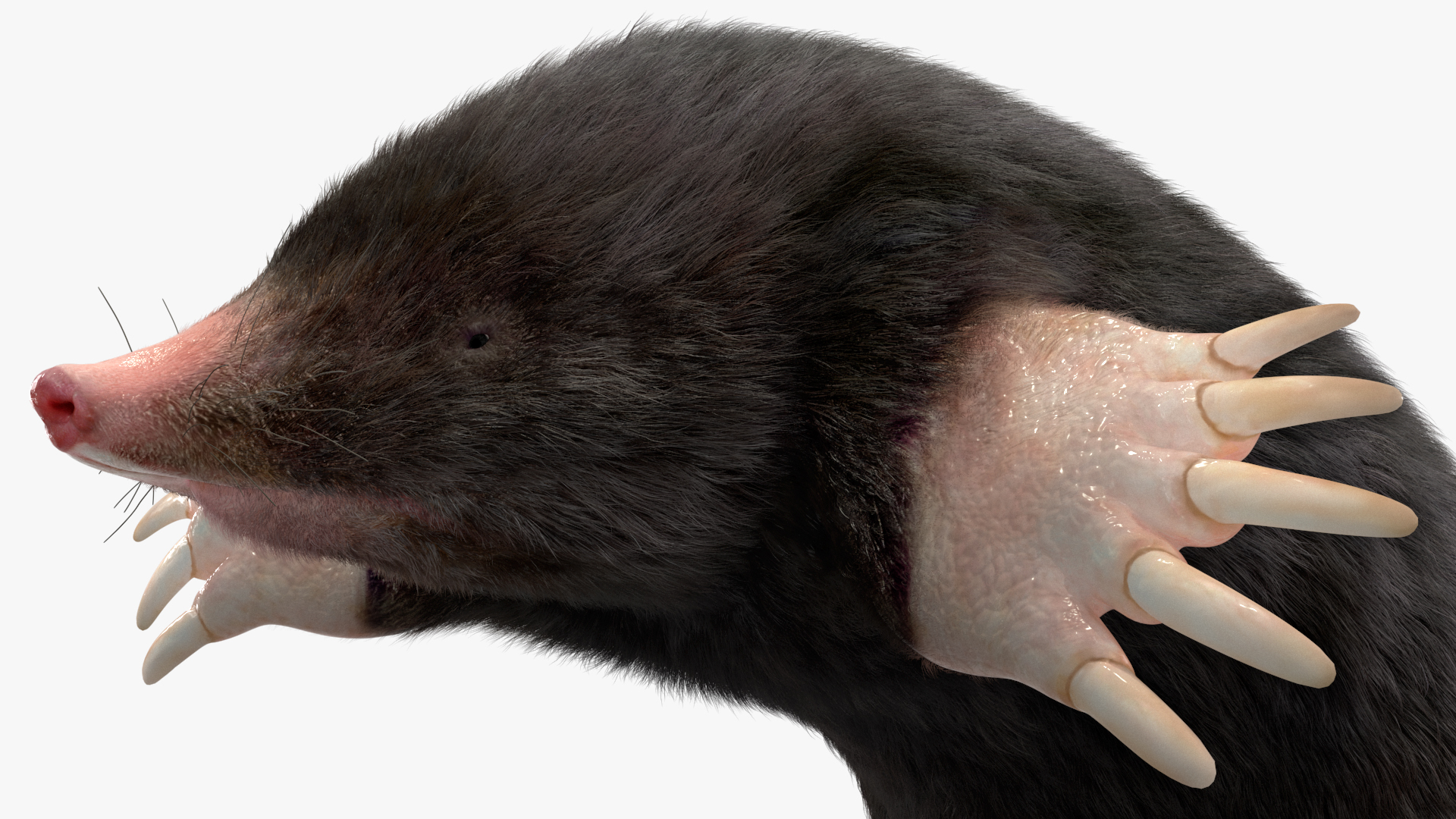 3D Burrowing Mole Fur model