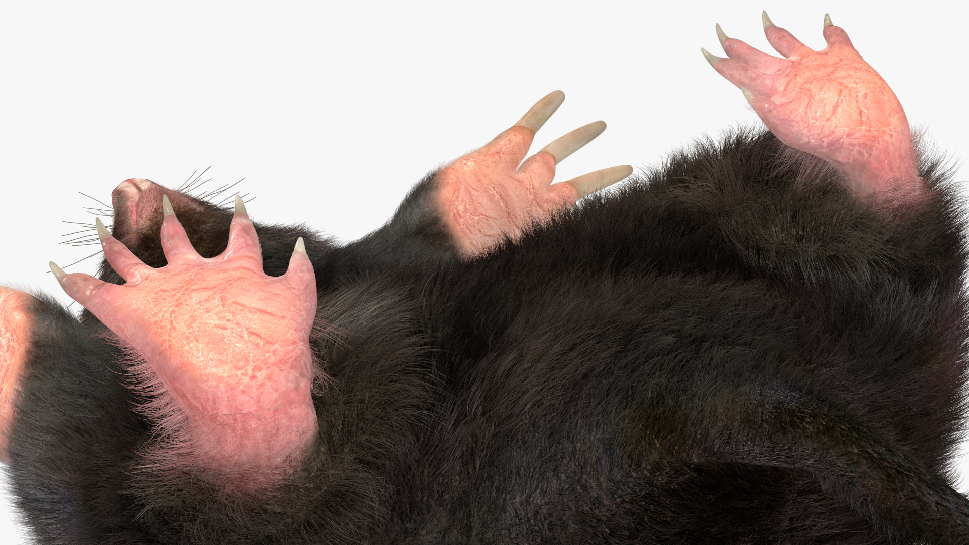 3D Burrowing Mole Fur model