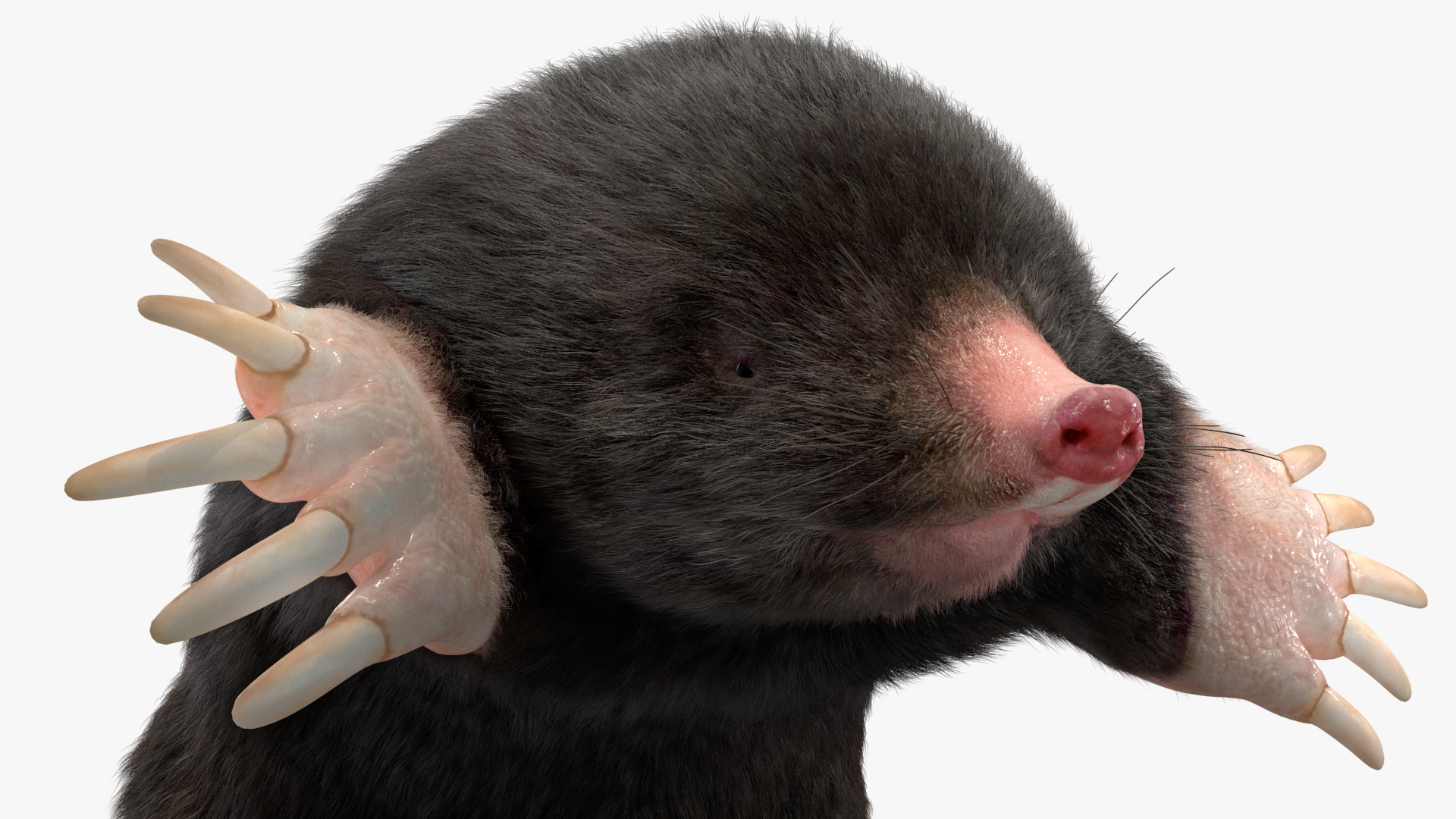 3D Burrowing Mole Fur model