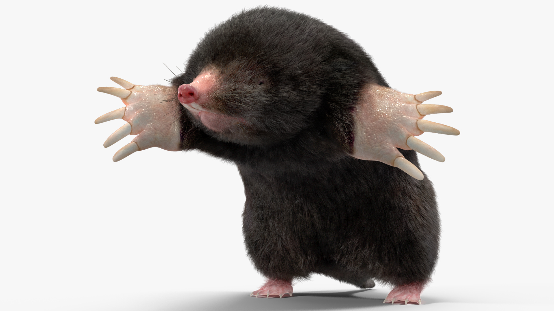 3D Burrowing Mole Fur model